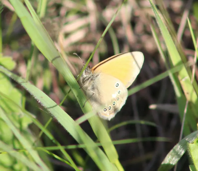 Coenonympha glycerion - közönséges szénalepke