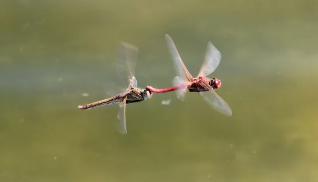 Sympetrum fonscolombii - vándor katona-szitakötő