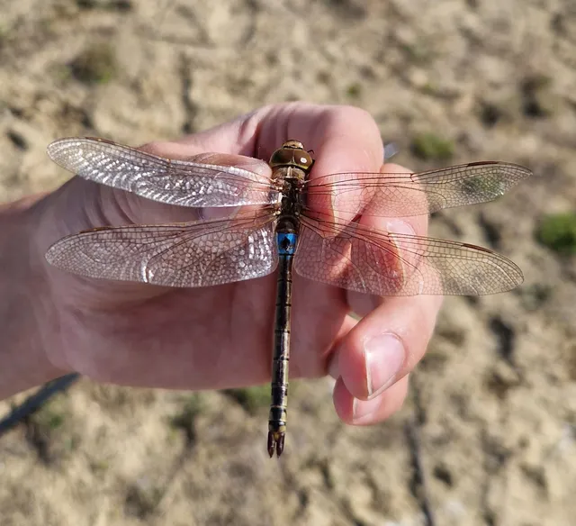 Anax ephippiger - vándor óriásacsa