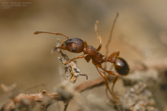 Myrmica gallienii - mocsári bütyköshangya