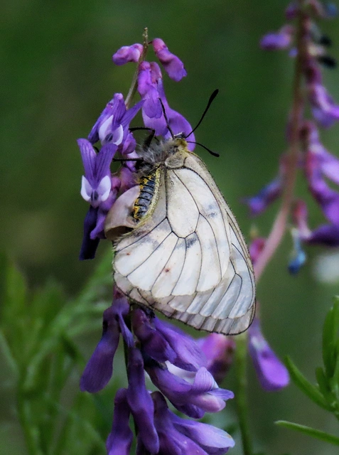 Parnassius mnemosyne - kis apollólepke