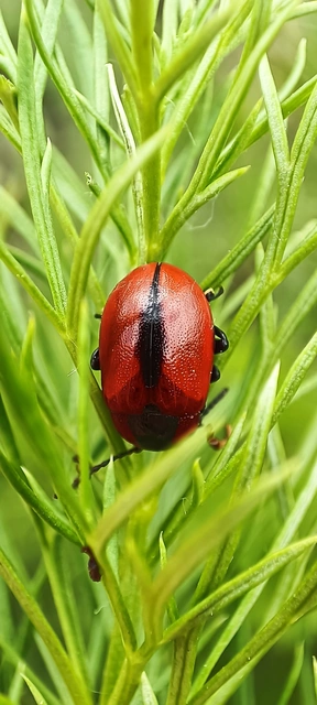Entomoscelis dorsalis - hérics-honvédbogár