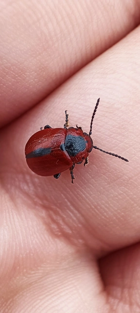 Entomoscelis dorsalis - hérics-honvédbogár