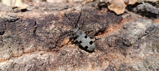 Morimus asper funereus - gyászcincér
