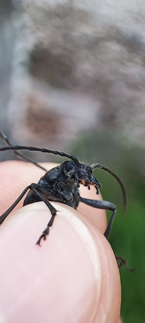 Stenocorus quercus - tölgy-gyökércincér