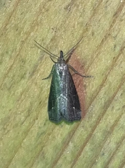 Schrankia costaestrigalis - keskenyszárnyú karcsúbagoly
