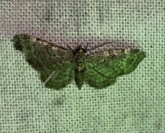 Pasiphila chloerata - hamvas törpearaszoló