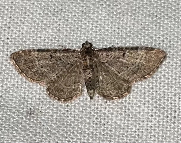 Pasiphila chloerata - hamvas törpearaszoló