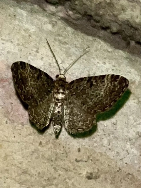 Pasiphila chloerata - hamvas törpearaszoló