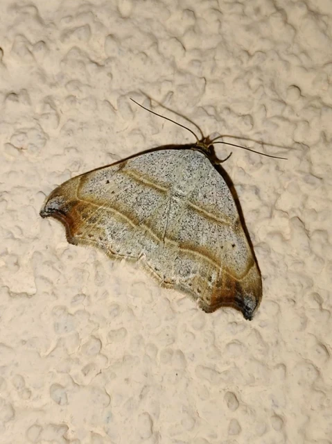 Laspeyria flexula - zuzmóbagoly