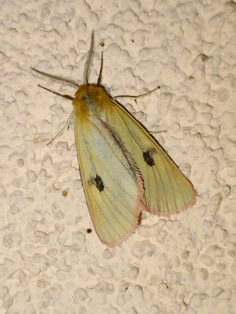 Diacrisia sannio - vörösszélű medvelepke