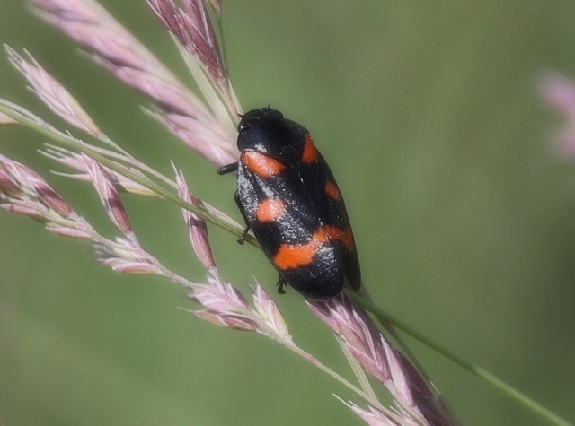 Cercopis arcuata/sanguinolenta