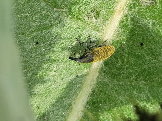 Lixus cardui/filiformis