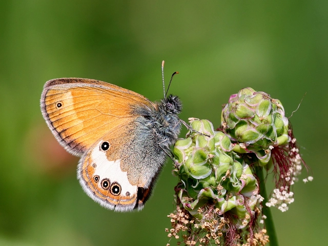 Coenonympha arcania - fehéröves szénalepke