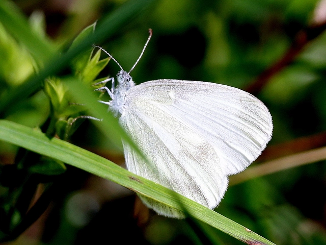 Leptidea sinapis - mustárlepke