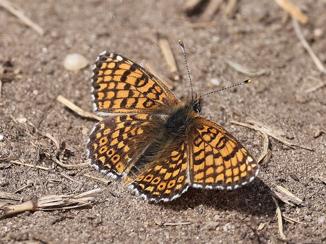 Melitaea cinxia - réti tarkalepke
