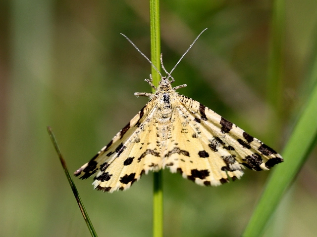 Pseudopanthera macularia - párducfoltos araszoló