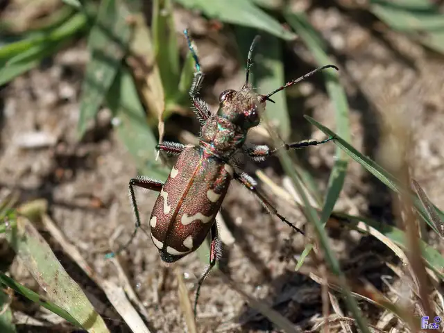 Cicindela soluta pannonica - pannon homokfutrinka