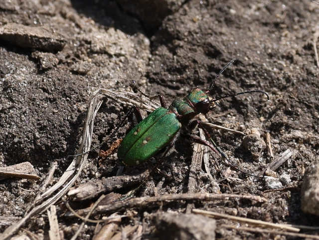 Cicindela campestris - mezei homokfutrinka