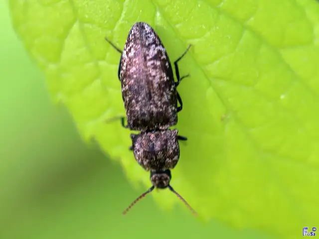 Agrypnus murinus - egérszínű pikkelyespattanó