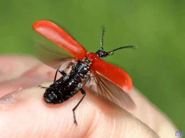 Pyrochroa coccinea - nagy bíborbogár