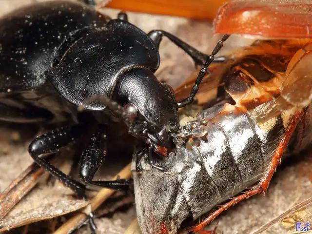 Carabus hungaricus - magyar futrinka