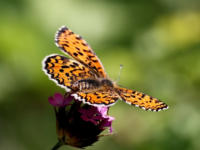 Melitaea trivia - kis tarkalepke