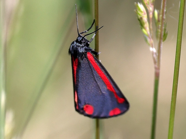 Tyria jacobaeae - jakabfű-medvelepke