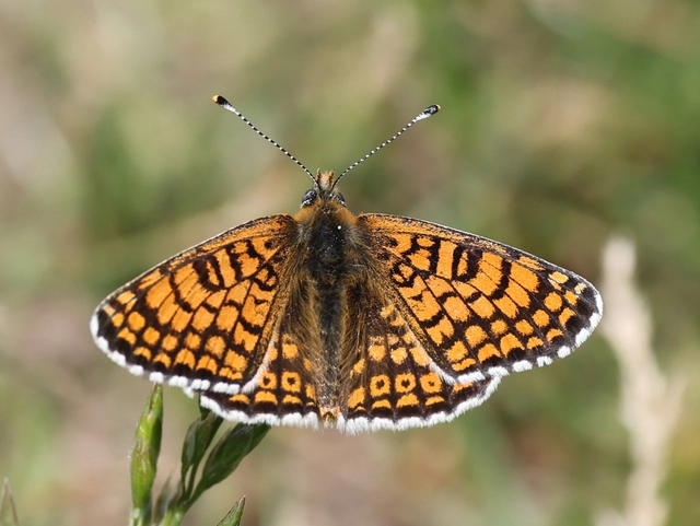 Melitaea cinxia - réti tarkalepke