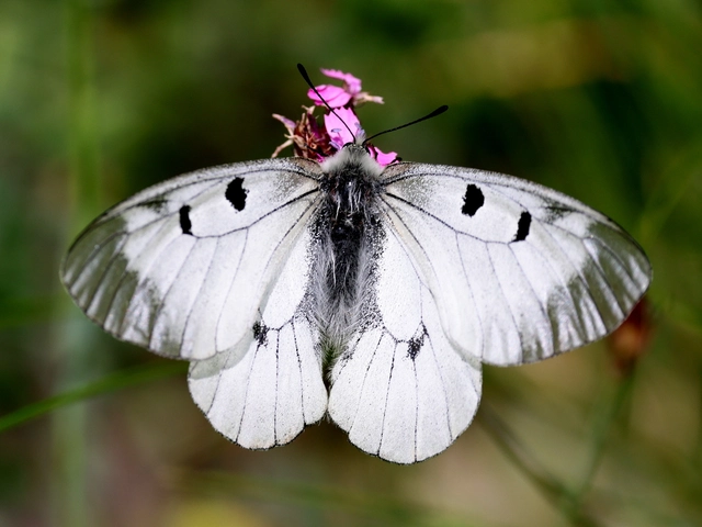 Parnassius mnemosyne - kis apollólepke