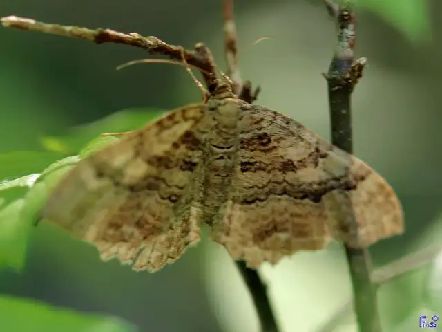 Hydria cervinalis - őzbarna araszoló