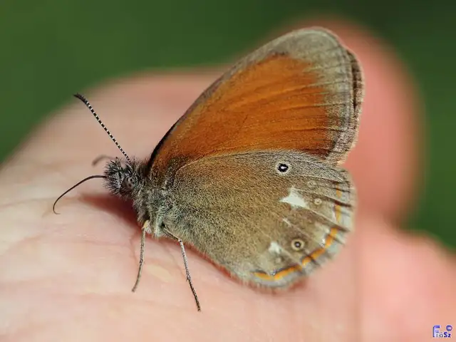 Coenonympha glycerion - közönséges szénalepke