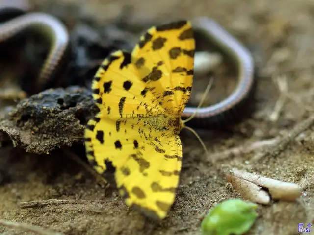 Pseudopanthera macularia - párducfoltos araszoló