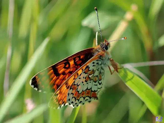 Melitaea cinxia - réti tarkalepke