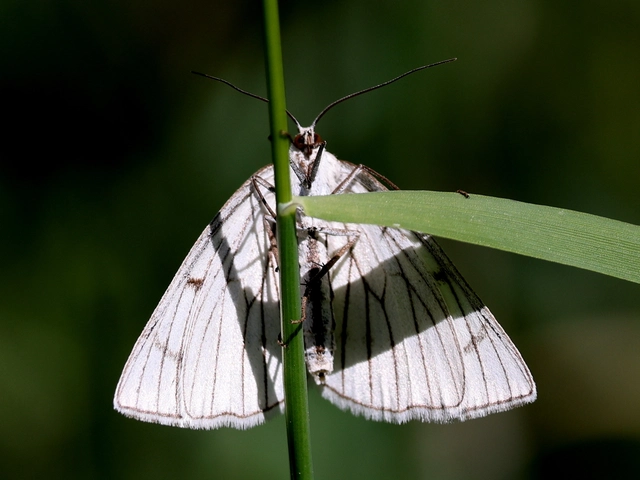 Siona lineata - vonalas fehéraraszoló