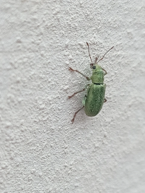 Pachyrhinus lethierryi - tujarontó ormányos