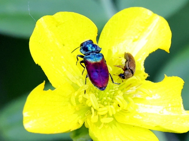 Anthaxia salicis - bíboros virágdíszbogár