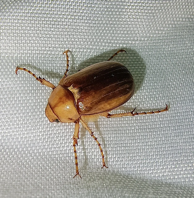 Rhizotrogus aestivus - tavaszvégi cserebogár