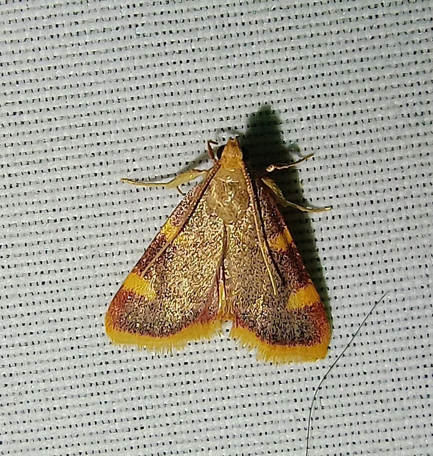 Hypsopygia costalis - szénailonca