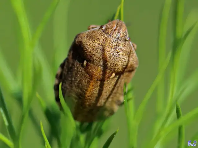Eurygaster