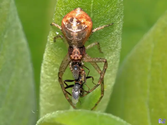 Tmarus piger/stellio