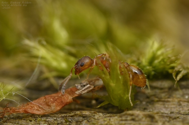 Temnothorax interruptus - kormosképű kéreghangya