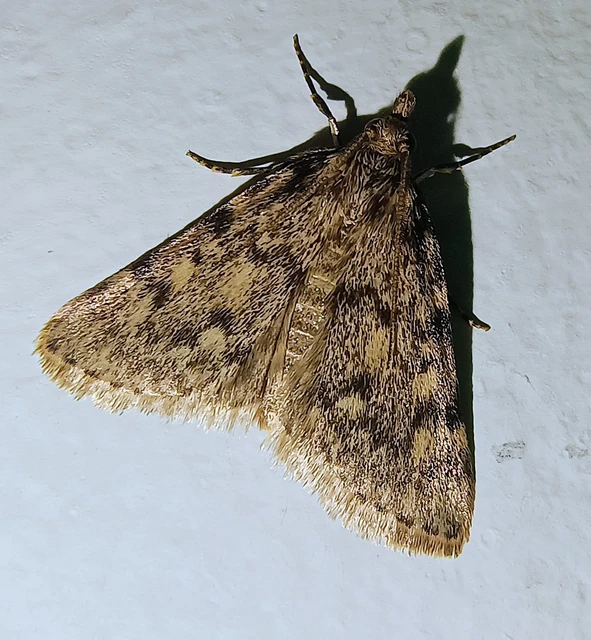 Aglossa pinguinalis - zsiradékmoly