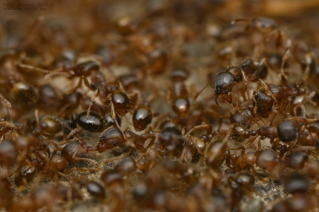 Tetramorium