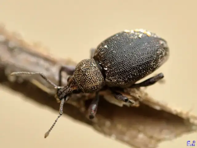 Otiorhynchus ligustici - vincellér-gyalogormányos