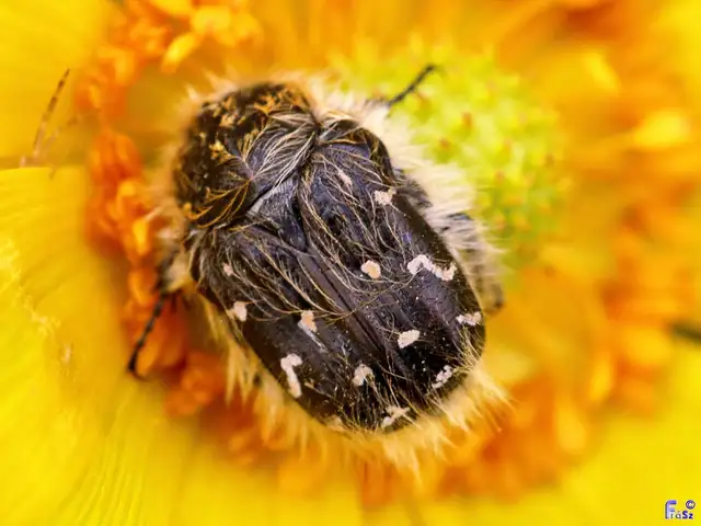 Tropinota hirta - bundás virágbogár