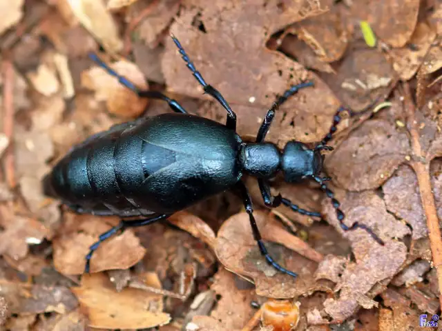 Meloe violaceus - kék nünüke