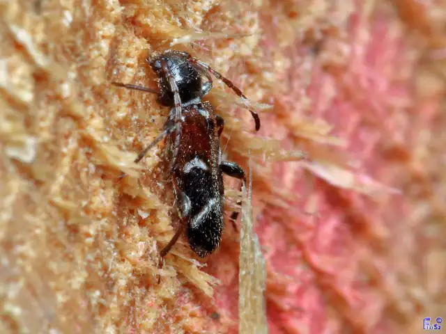 Phymatodes alni - apró háncscincér Phymatodes alni - apró háncscincér