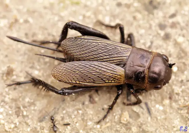Gryllus campestris - mezei tücsök