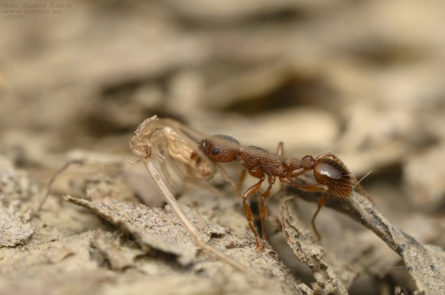 Myrmica gallienii - mocsári bütyköshangya